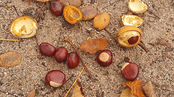 Chestnuts on the sand with yellow leaves near forest. Autumn nature background.