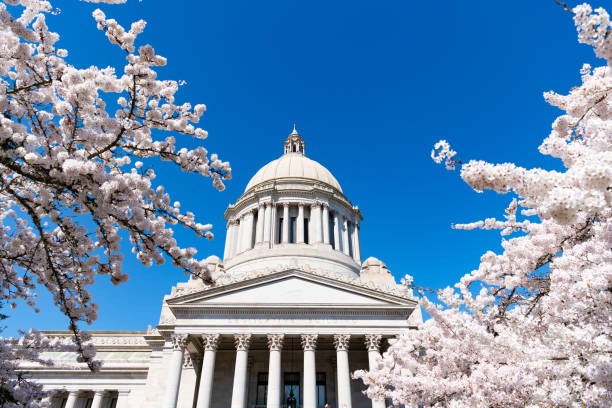 istock us capitol with white sakura bloom. Washington State Capitol. 2138790889