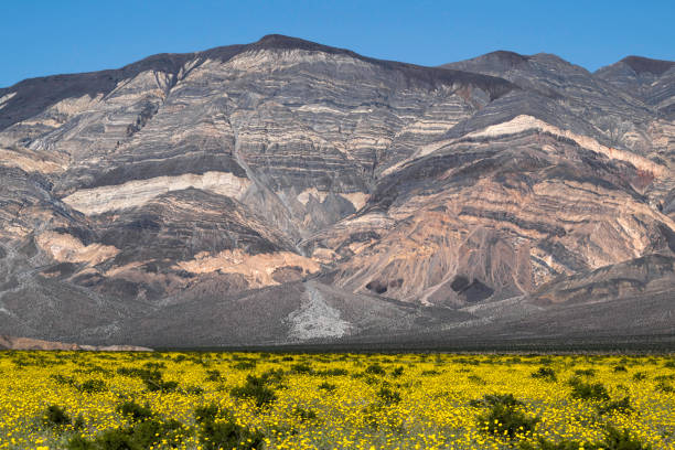 Spring flowers after a wet winter at Death Valley in the Panamint Valley