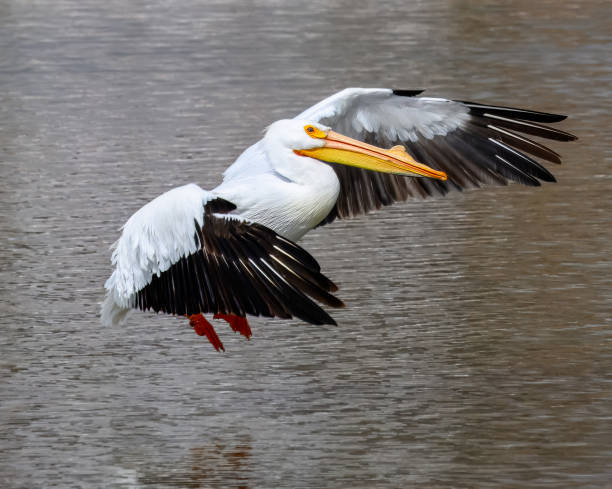 istock American White Pelican 2138860208