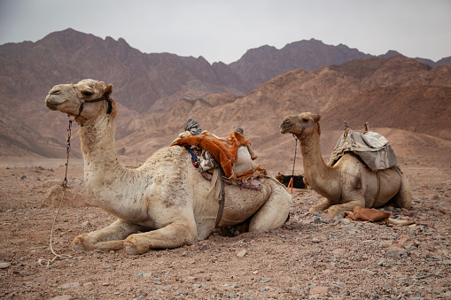 Camels in the middle of the desert and mountains