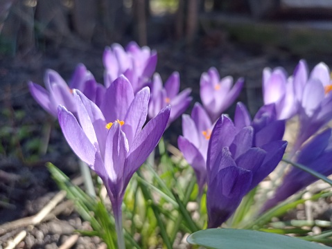 Crocus (plural: crocuses or croci) is a genus of seasonal flowering plants in the family Iridaceae (iris family)