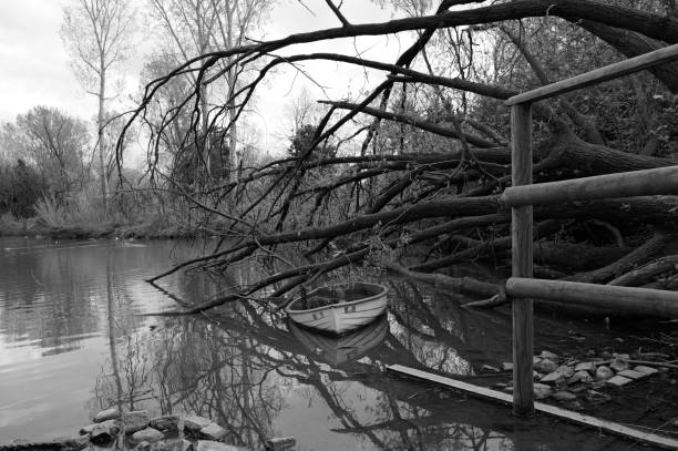 pond in the park