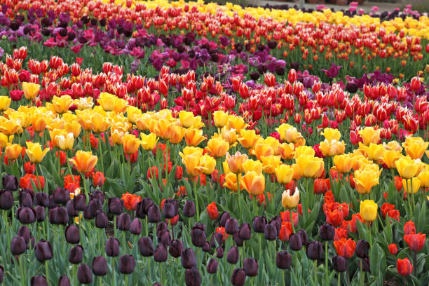 istock Rows of colourful tulips in a flower meadow 2138875520