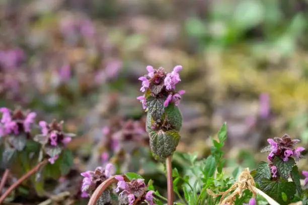 Lamium (dead-nettles) is a genus of about 30 species of flowering plants in the family Lamiaceae. Slovakia