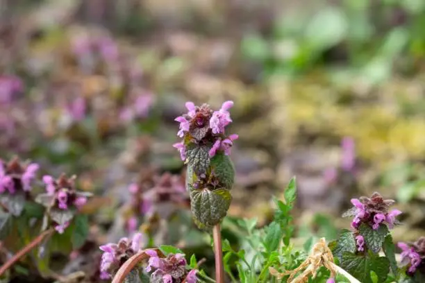Lamium (dead-nettles) is a genus of about 30 species of flowering plants in the family Lamiaceae. Slovakia