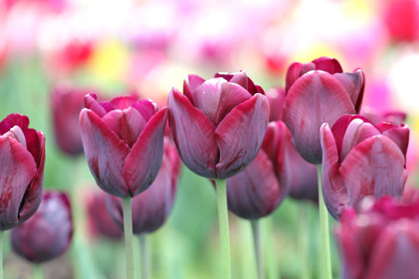 istock Wine purple coloured single triumph tulip 'Ronaldo' in flower 2138878833