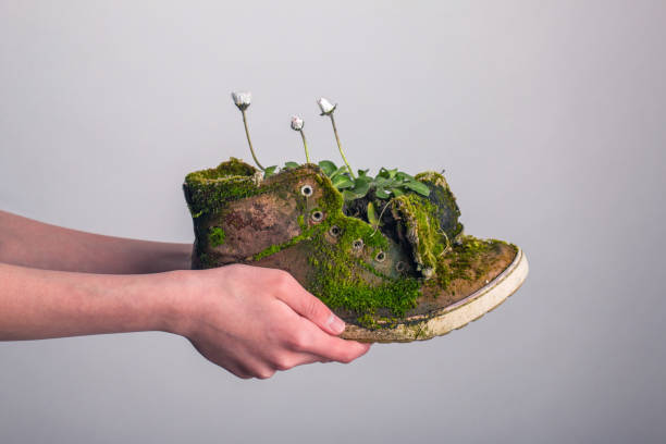 Daisies growing in a mossy shoe garden. Old shoe covered with mosses and in which daisies live. Presentation of an eco shoe. What does your ecological shoe look like?