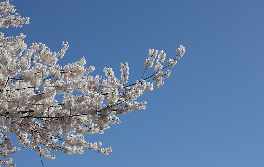 Prunus genus.\nLow angle view of flowering cherry tree branch and clear sky in springtime.\nPlant Hardiness Zone 8A.