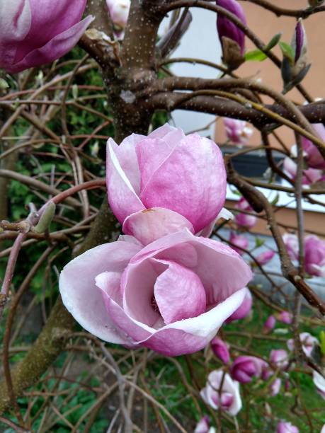 istock Spring tree flowering - Magnolia flowers blooming on the tree. 2138880410