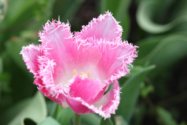 Pink feathered tulip in flower