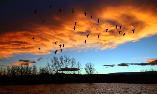 istock Geese over a lake at dusk 2138883567