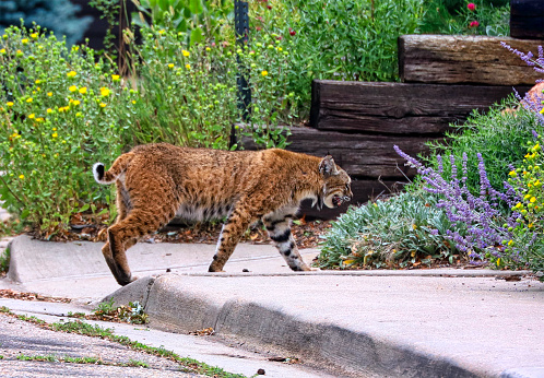 A large bobcat wanders the streets of Boulder, Colorado
