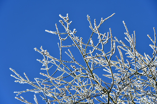 Zweig mit Eis und Schnee überzogen