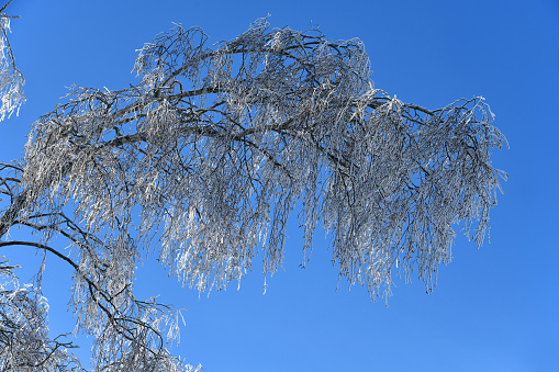 Horizontal closeup of snow on leaves, twigs and branches of a section of Alpine Snow Gum in the Australian Alps, NSW