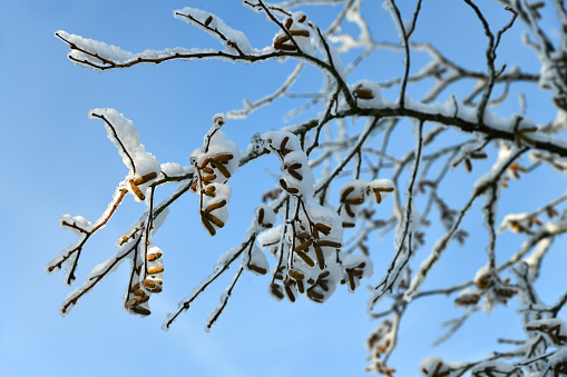 Zweig mit Eis und Schnee überzogen