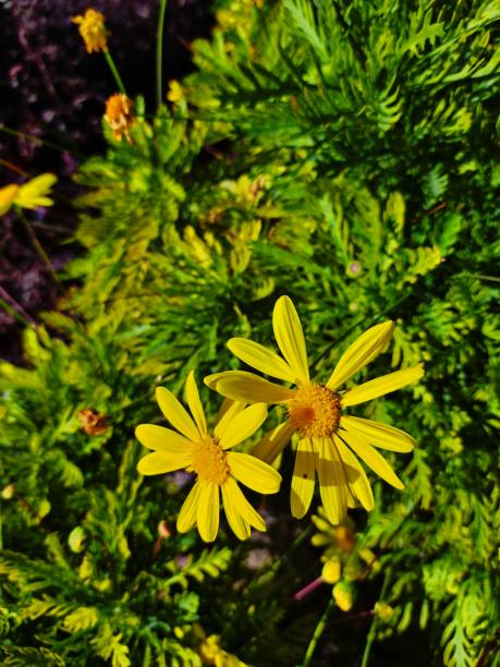 istock Two flower star in the green leaf 2138891542