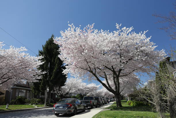 Burnaby, Canada - March 31, 2024: Cherry trees in blossom line the 4400-block of Oxford Street near Willingdon Avenue in the Burnaby Heights Area. Spring afternoon in Metro Vancouver.