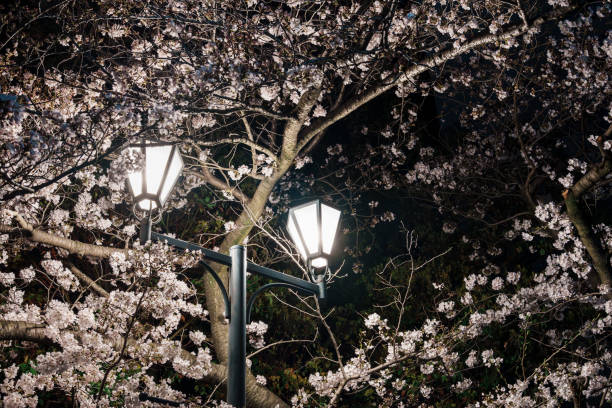 街灯と桜の木を見上げた風景