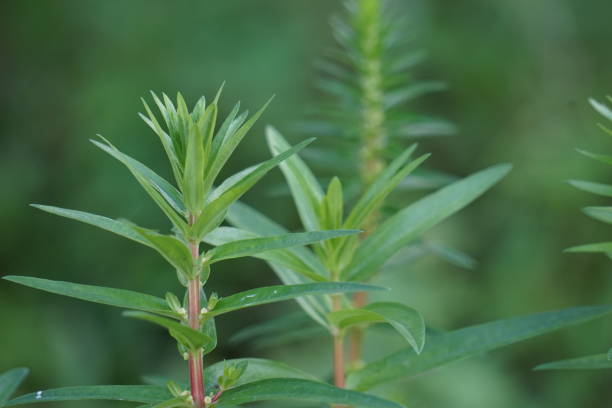 istock Rotala ramosior (also known lowland rotala) grass. This plant is sometimes grown in aquariums. 2138892917