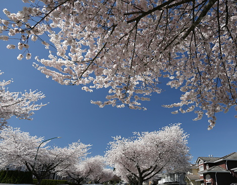 Burnaby, Canada - March 31, 2024: Wide shot of overhanging cherry blossoms on the 4400-block of Oxford Street in the Burnaby Heights Area. Spring afternoon in Metro Vancouver.