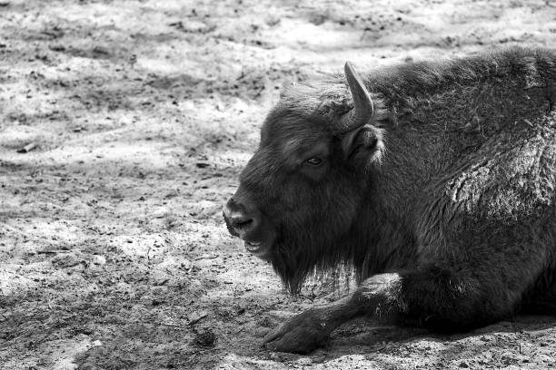 Resting Bison in Natural Habitat. A bison resting on the ground near stone steps in a natural setting.