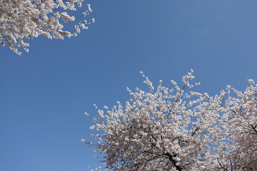 Prunus genus.\nLow angle view of two cherry trees and clear sky above Vancouver. Spring afternoon.\nPlant Hardiness Zone 8A.