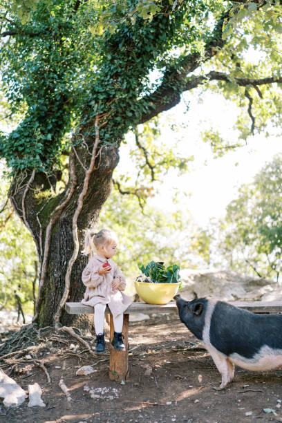 il maiale nano annusa una ciotola di verdure accanto a una bambina con una mela seduta su una panchina - bench sitting tree apple foto e immagini stock