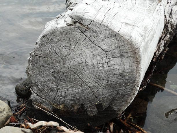 istock sawn trunk of an old larch, natural textural background, copy space 2138893294
