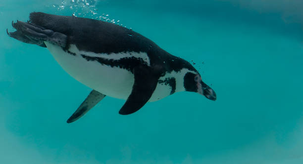istock Penguin diving in zoo pool 2138893506
