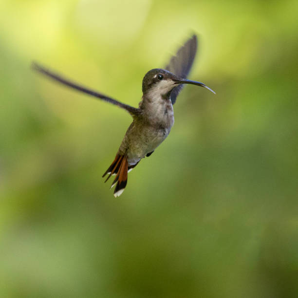 A female Ruby-Topaz Hummingbird; Chrysolampis mosquitus, hovering, with her tongue partially extended. Tobago. NB: Motion blur on wings.