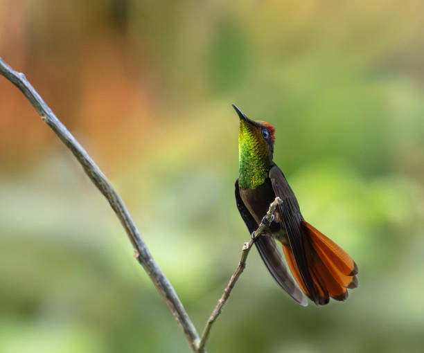 A male Ruby-Topaz Hummingbird,  Chrysolampis mosquitus, perched on a twig against a defocussed background, with the angle of the sunlight picking up some of its iridescence. Photographed on Tobago.