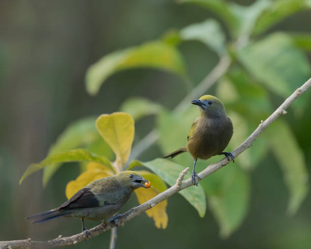 istock Two Palm Tanagers, Thraupis palmarum: Trinidad 2138893534