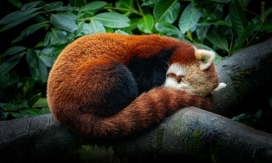 Red Panda Sleeping On Tree