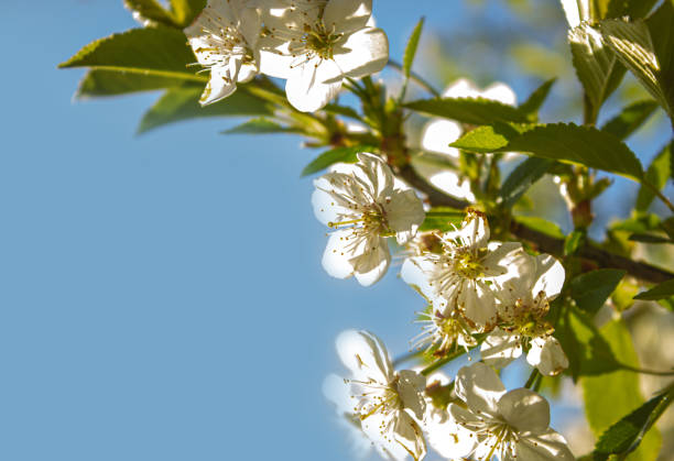 Blossoming White Plum Flowers on Sunny blue sky background with copy space for text or design.
