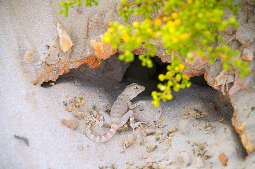 Lizard in front of his house, a hole in the sand covered with yellow flowers and grass. South Wahiba Desert, Oman.