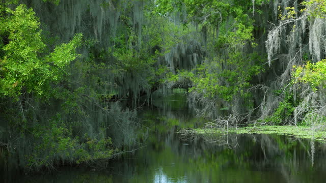 Springtime Southern Swamp with Spanish Moss