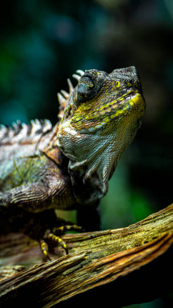 istock Australian Water Dragon Head Shot With Closed Eyes 2138914967