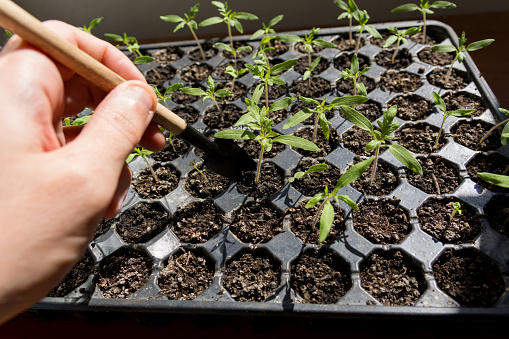 In this detailed image, a gardener's hand, equipped with a mini trowel, is shown carefully lifting a young tomato seedling for transplanting - also known as 'pricking out' - from a perforated nursery container filled with multiple sprouting tomatoes. The indoor setting, a plant-growing room, provides a controlled environment for this delicate stage of gardening. This act of transplanting into a larger pot is a crucial step in the life cycle of tomato plants, ensuring they have enough space to grow strong roots and thrive. The photograph captures not just a moment of gardening but an educational insight into the process of raising tomatoes from seed to plant. It's a perfect illustration for those interested in home gardening, DIY agriculture, or the nuances of indoor plant care, emphasizing the importance of early plant management for a bountiful harvest. The careful attention and precision of the gardener's hand convey a sense of connection and dedication to the nurturing of life, inviting viewers to appreciate the meticulous and rewarding process of growing their own food.