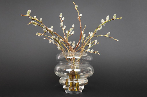 Beautiful indoor photo with a glass vase containing fresh twigs of willow from nature.