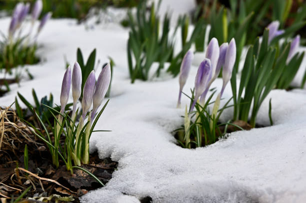 azafranes morados en flor en la nieve - foto de stock