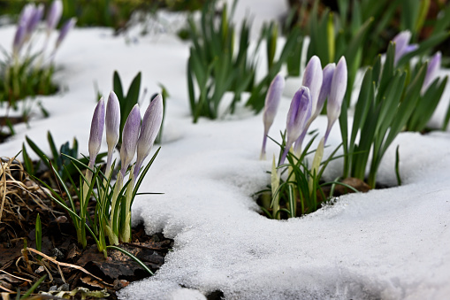 blooming purple crocuses in the snow in spring