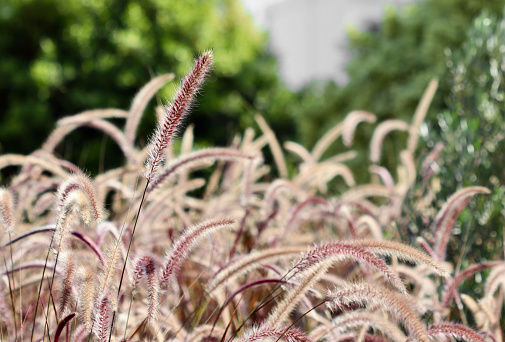 Decorative Purple Fountain Grass. Pennisetum Setaceum Rubrum. Natural background and gardening concept