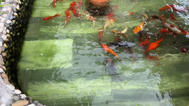 Red fish enjoys life in a pond, Germany. Swimming in water and hiding in clouds. Koi fish swimming in pond.
