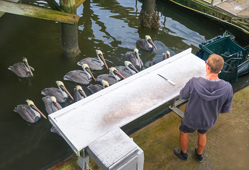 St. Augustine, Florida, USA- December 25, 2023- A young  man uses a sharp knife to  filet fresh fish on a dock at the Conch House Marina Resort in St. Augustine as a flock of swimming pelicans neatly line up to  eagerly await a handout.