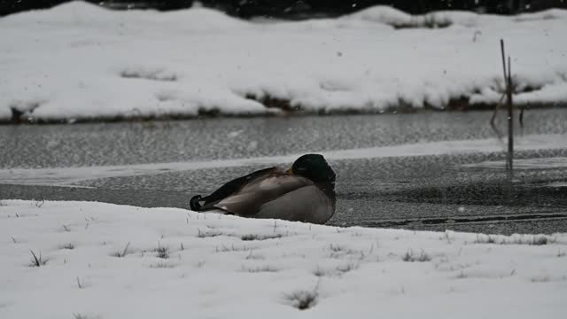 Duck in Snowstorm