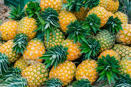close-up of freshly harvested ripe pineapple variety honey gold (Ananas comosus)