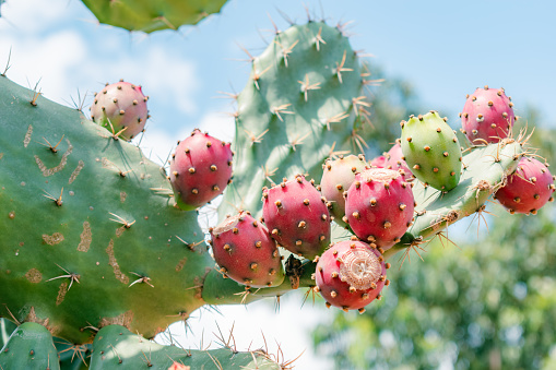 close-up of ripe fruit of the coastal prickly pear cactus (Opuntia stricta (Haw.))