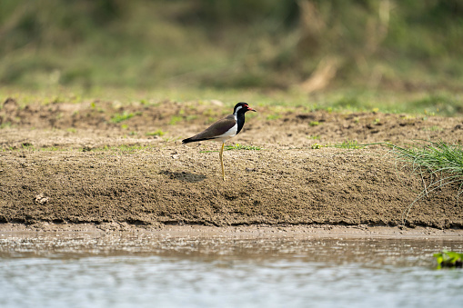 A red-wattled lapwing bird perched on a dry shore of a lake