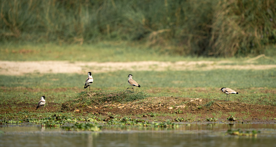 A flock of lapwing birds perched on dry land near a lake